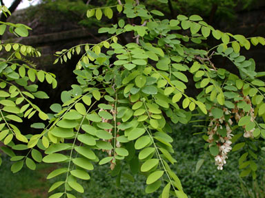 APII jpeg image of Robinia pseudoacacia  © contact APII