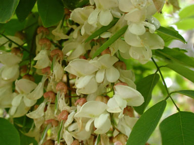 APII jpeg image of Robinia pseudoacacia  © contact APII