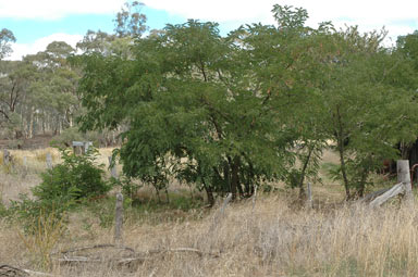 APII jpeg image of Robinia pseudoacacia  © contact APII