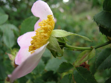 APII jpeg image of Rosa canina  © contact APII