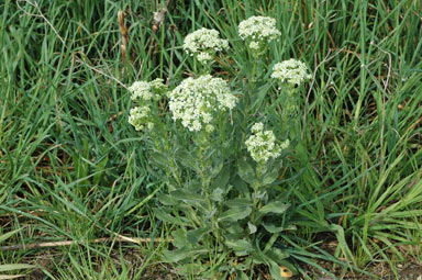 APII jpeg image of Lepidium draba  © contact APII