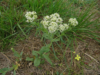 APII jpeg image of Lepidium draba  © contact APII