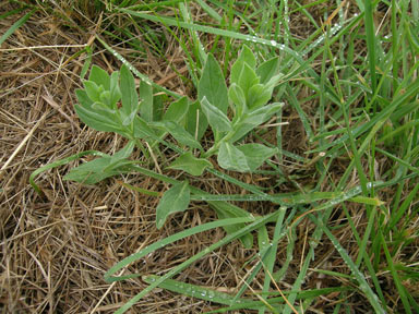 APII jpeg image of Lepidium draba  © contact APII