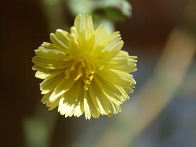 APII jpeg image of Lactuca serriola  © contact APII