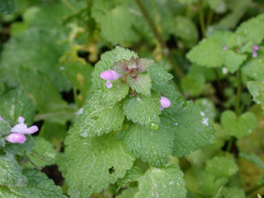 APII jpeg image of Lamium purpureum  © contact APII