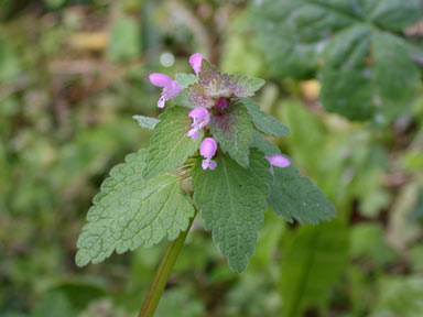 APII jpeg image of Lamium purpureum  © contact APII