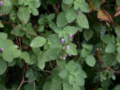 APII jpeg image of Lamium purpureum  © contact APII