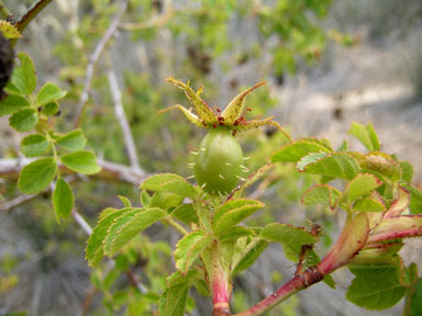 APII jpeg image of Rosa rubiginosa  © contact APII