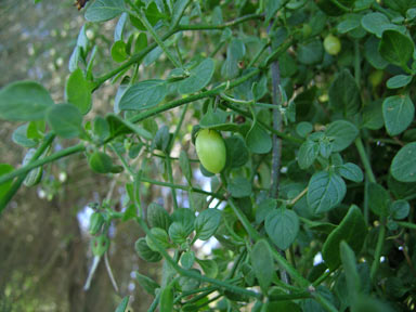 APII jpeg image of Salpichroa origanifolia  © contact APII