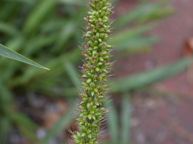 APII jpeg image of Setaria verticillata  © contact APII