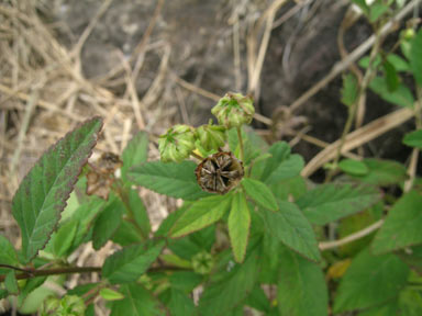 APII jpeg image of Sida rhombifolia  © contact APII