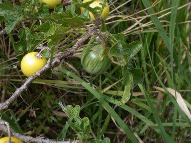 APII jpeg image of Solanum linnaeanum  © contact APII