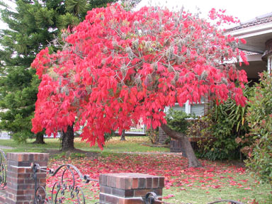 APII jpeg image of Toxicodendron succedaneum  © contact APII