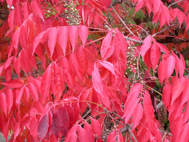 APII jpeg image of Toxicodendron succedaneum  © contact APII