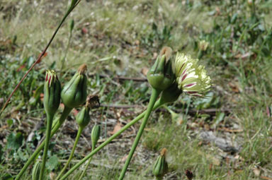 APII jpeg image of Urospermum dalechampii  © contact APII