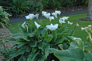 APII jpeg image of Zantedeschia aethiopica  © contact APII