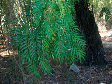 APII jpeg image of Acacia elata  © contact APII