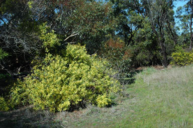 APII jpeg image of Acacia longifolia subsp. longifolia  © contact APII