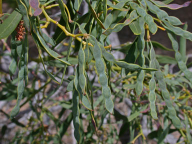 APII jpeg image of Acacia longifolia subsp. longifolia  © contact APII