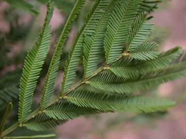 APII jpeg image of Acacia parramattensis  © contact APII