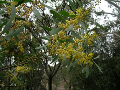 APII jpeg image of Acacia rostellifera  © contact APII