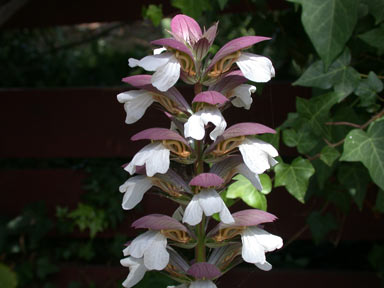 APII jpeg image of Acanthus mollis  © contact APII