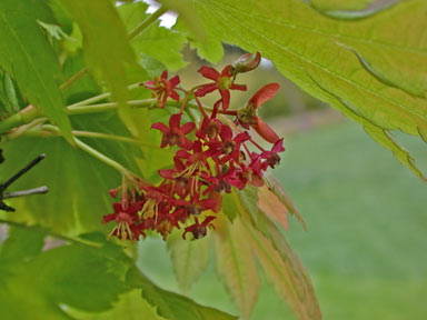 APII jpeg image of Acer palmatum  © contact APII