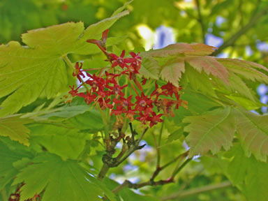 APII jpeg image of Acer palmatum  © contact APII