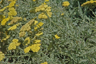 APII jpeg image of Achillea millefolium 'Moonshine'  © contact APII