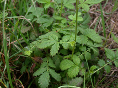 APII jpeg image of Agrimonia eupatoria  © contact APII