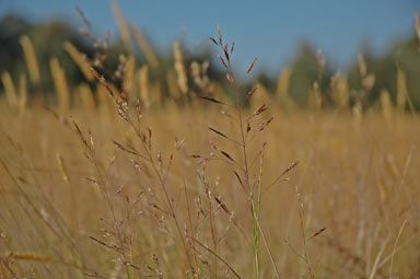 APII jpeg image of Agrostis capillaris  © contact APII