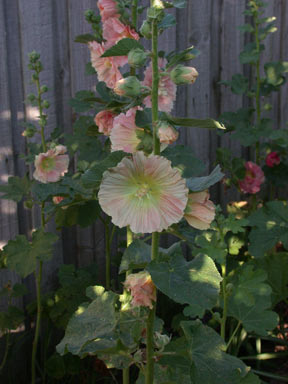 APII jpeg image of Alcea rosea  © contact APII