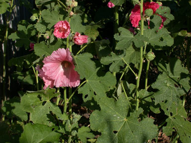 APII jpeg image of Alcea rosea  © contact APII