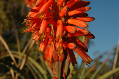 APII jpeg image of Aloe arborescens  © contact APII