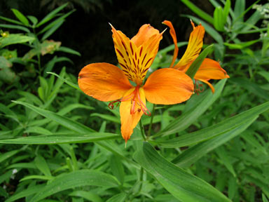 APII jpeg image of Alstroemeria aurea  © contact APII