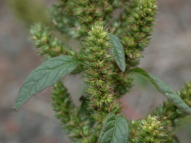 APII jpeg image of Amaranthus powellii  © contact APII