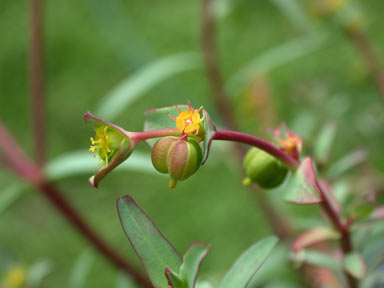 APII jpeg image of Euphorbia terracina  © contact APII