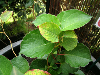 APII jpeg image of Euphorbia terracina  © contact APII