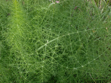 APII jpeg image of Foeniculum vulgare  © contact APII