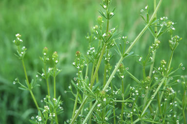 APII jpeg image of Galium aparine  © contact APII