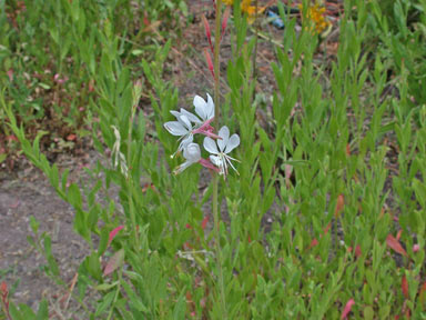 APII jpeg image of Oenothera lindheimeri  © contact APII