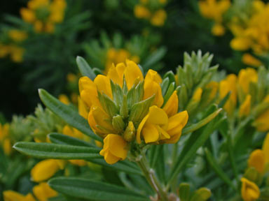 APII jpeg image of Genista linifolia  © contact APII