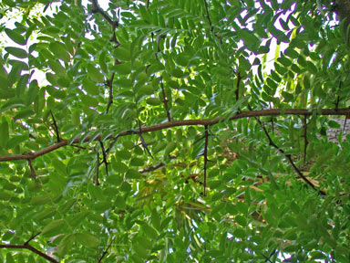 APII jpeg image of Gleditsia triacanthos  © contact APII