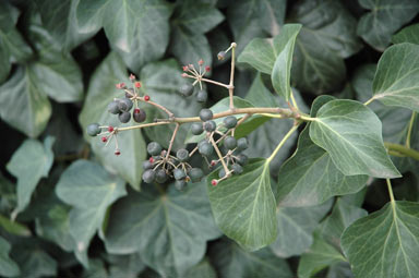 APII jpeg image of Hedera helix  © contact APII