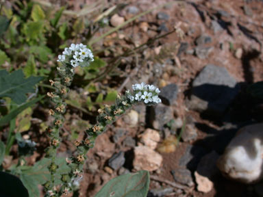 APII jpeg image of Heliotropium europaeum  © contact APII