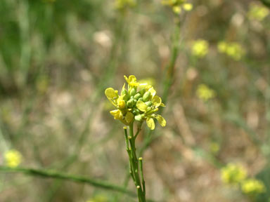 APII jpeg image of Hirschfeldia incana  © contact APII