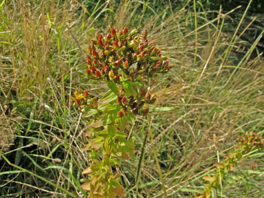 APII jpeg image of Hypericum tetrapterum  © contact APII