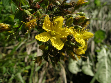 APII jpeg image of Hypericum tetrapterum  © contact APII