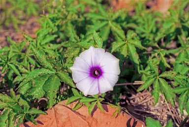 APII jpeg image of Ipomoea cairica  © contact APII