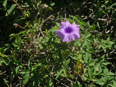 APII jpeg image of Ipomoea cairica  © contact APII